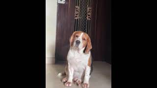 Breezer video viral sorts pyaar ♥️ [upl. by Otir]