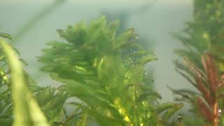 Oxygen bubbles rising from Elodea canadensis in 37 gallon tank [upl. by Anomahs]