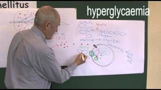 Diabetes 4 Type one and type two pathophysiology [upl. by Agustin]