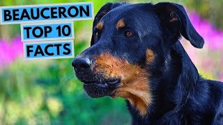 Beauceron  TOP 10 Interesting Facts [upl. by Claudie]