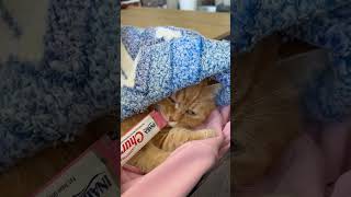 Cute cat eating churu💔🐾 cateat cateatingasmr cateatfood catsofyoutube munchkincat [upl. by Ynnohj]