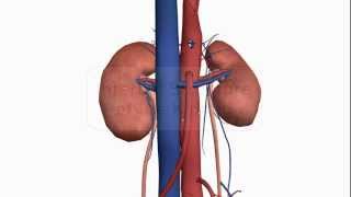 Internal structure of the Kidney  Anatomy Tutorial [upl. by Nallij]