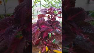 Coleus repotting 💕💕 plant repotting update 17coleus repotting hardyplant [upl. by Gaiser]