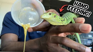 Hand Feeding MY Green Tree Monitor [upl. by Roseline]