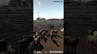 Experience the Dalby Saleyards [upl. by Wertz201]