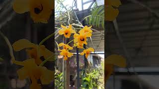 Dendrobium fimbriatum  ada keikinya juga  0813 2506 4060 [upl. by Inwat]