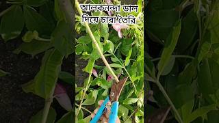 আলকনন্দা ডাল দিয়ে চারা তৈরি  অ্যালামন্ডা cuttings grow Allamanda plant propagation  shorts [upl. by Ecirpac463]