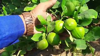 Seedless lemon plant  9106310963 [upl. by Thedric495]