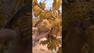 How to grow amazing testy fruit and colour custard fruitbeautifulnaturalfruitgradntrendingsong [upl. by Aniarrol479]