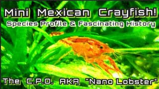 CPO Mexican Nano Crayfish  Species Spotlight Cambarellus patzcuarensis a Fascinating History [upl. by Anima155]