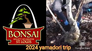 Annual yamadori trip Feb 2024 [upl. by Pelmas]