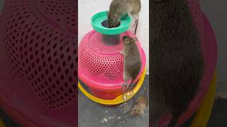 Rat trap  create mousetrap with plastic bucket plastic basket shoprts [upl. by Aisek]