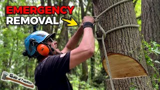 Emergency Tree Removal To Save A House  Bigleaf Maple Logging [upl. by Hastings]