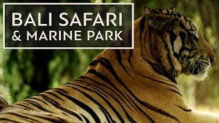 BALI SAFARI amp MARINE PARK BaliGoLiveAdventure BaliGoLiveDestination [upl. by Aileon605]