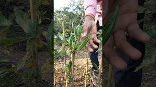 fresh ladyfinger nature farming okra shorts [upl. by Fraase994]