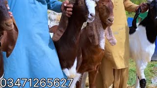 Qurbani 2024 collection for sale  Ali GoatLand [upl. by Bratton]