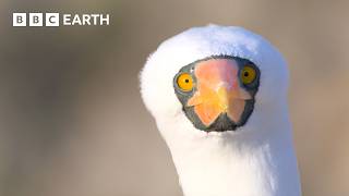 Extraordinary Nature Scenes in 4K  BBC Earth [upl. by Chon]