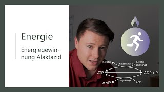 Energiestoffwechsel  Alaktazide Energiegewinnung ohne Laktat  Teil 1  Kreatin und Myokinase [upl. by Mauve]