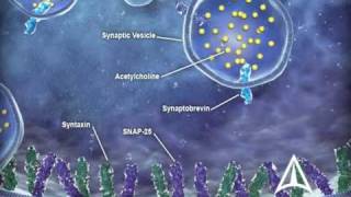 US WorldMeds  Mechanism of Action [upl. by Vasos713]