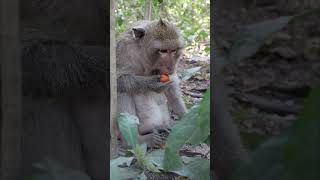 Wild Monkey Video 2024 little cute monkey monkey monkylifeinnatural amazingmonkey animals cute [upl. by Zetneuq454]