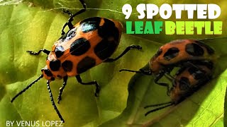 Rare 9 Spotted Leaf Beetle Mating Brisbane Queensland Australia [upl. by Atalanti]