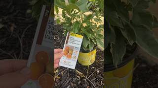 I bought a PINK lemon tree [upl. by Ciryl]