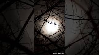 Forest Full Moon Night Sounds Frog Owl Crickets Nature Ambience Sleep ASMR Meditation Healing [upl. by Sascha]