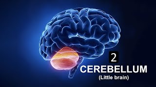 Cerebellum Part 2 Prof Dr Md Ashfaqur Rahman [upl. by Annaxor]