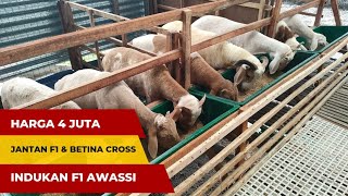 HARGA DOMBA SEPASANG F1 AWASSI JANTAN DAN BETINA CROSS TEXEL [upl. by Koeppel]