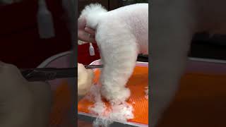 BICHON FRISES FINE LEG AND GROOMING 🙉🐶🐾 pets cutepuppy bichonfrise new [upl. by Eikceb]