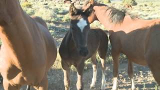 The Wild Horses of the Virginia Range [upl. by Aramal201]