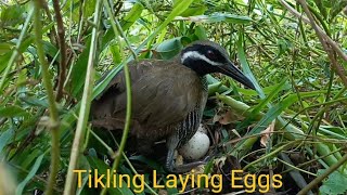 One of the famous Native Bird in Philippines Tikling Laying Eggs KAYODPH [upl. by Broucek]