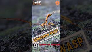 Giant Ichneumon Wasp 🐝 The Worlds Longest Wasp [upl. by Ycat]