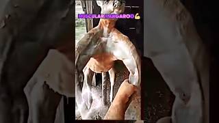 Kangaru vs human body fight memes trendingshorts fighting viralshorts [upl. by Mota]