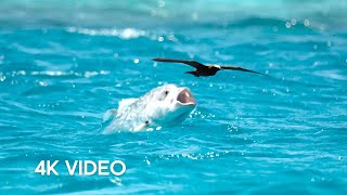 Fish vs Bird  4KUHD  Blue Planet II  BBC Earth [upl. by Saunder927]