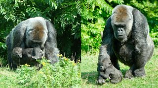 Heartwarming Moments Between Foster Mother Dalila and Baby Makongo [upl. by Wake]