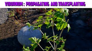 How We Propagated And Transplanted Viburnum  Propagating Viburnum [upl. by Lamori]