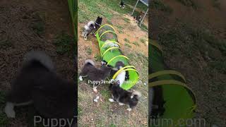 Playful Pomsky Puppies and their tunnel puppytimeemporium7080 [upl. by Frankie]