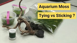 How to Tie Moss on Stone  How to Stick Moss on Stone  Aquarium Moss  Garden moss  Terrarium moss [upl. by Suiradal]