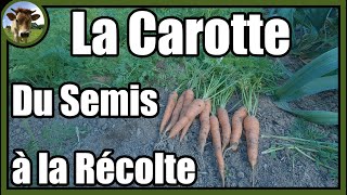 Une culture de carottes de A à Z au potager traditionnel  Astuces pour faciliter le désherbage [upl. by Alvie]