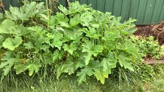 Cocozelle zucchini growing Canberra 2020 [upl. by Aivil]