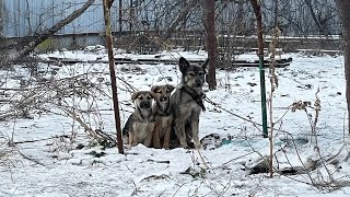 Two Puppies Trying to Warm their Chained Mama they Could only Beg in the Bitter Cold [upl. by Epifano]