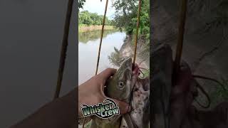 These poor cats fishing catfish catfishing [upl. by Willock356]