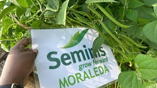 Moraleda Beans ଲତା ବିନସ୍ bayer seminis [upl. by Boycie]