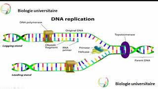 هآآآآم جدا L’intervention de lADN polymérase III [upl. by Eli744]