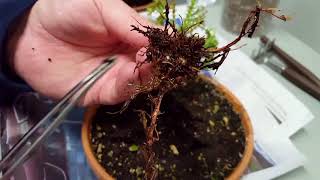 Repotting My Lemon Cypress  Cupressus Macrocarpa [upl. by Irem]