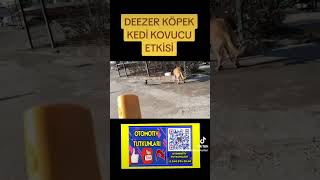 DEEZER KÖPEK KEDİ KOVUCU ETKİSİ [upl. by Chappie312]