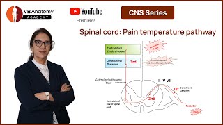 Spinal cord Pain temperature pathway [upl. by Audwin]