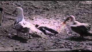 Penguin vs Giant Petrel  A violent death in Antarctica [upl. by Jegger]