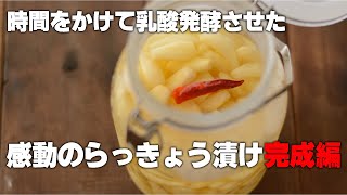 【乳酸発酵のらっきょう漬け 完成編】25日もかけたらっきょう漬けがついに完成。手間と時間をかけたらっきょう漬けはどんな味がするのか。そして乳酸発酵は何がすごいのか。 [upl. by Akimit883]